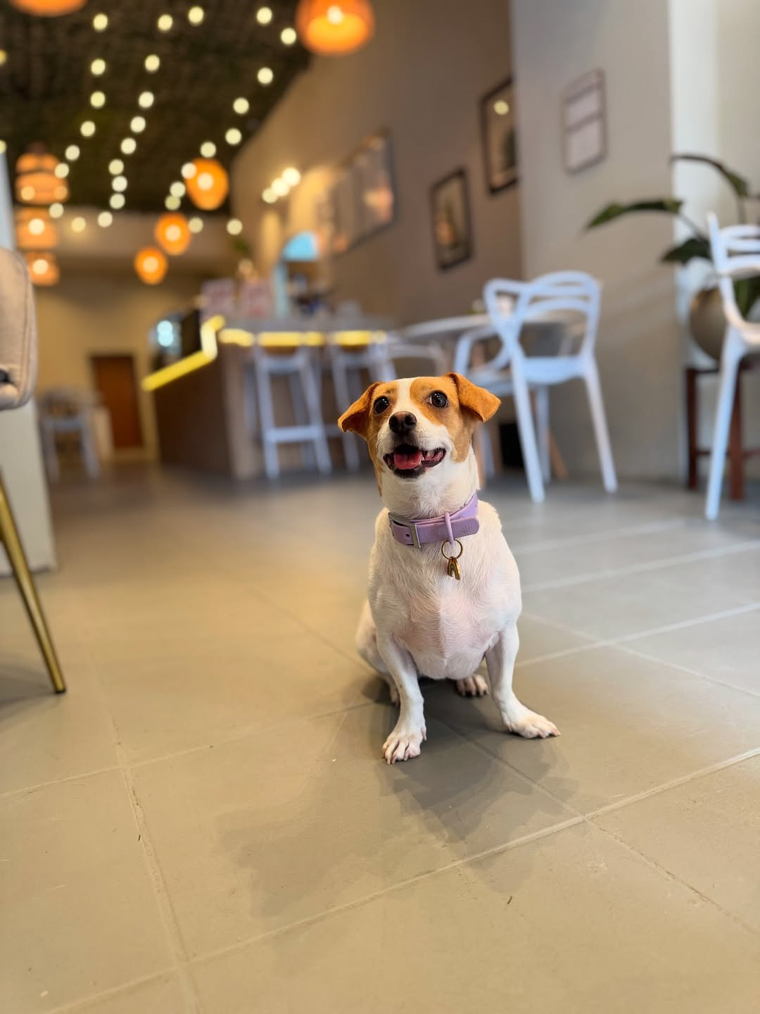 Alere Café galería 4